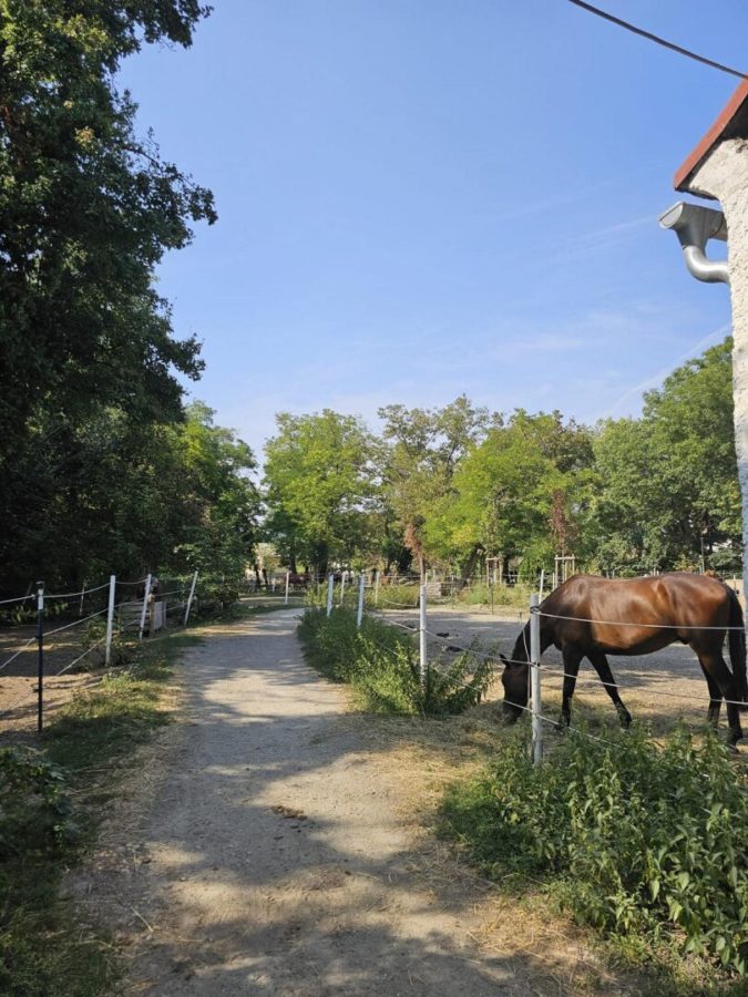 Haus mit Pferdestallungen in absoluter Grünruhelage Nähe Groß-Enzersdorf - Auch für Bauträger geeignet. - Bild