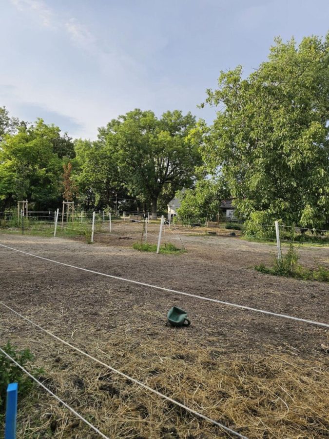 Haus mit Pferdestallungen in absoluter Grünruhelage Nähe Groß-Enzersdorf - Auch für Bauträger geeignet. - Bild